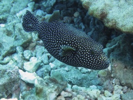 43 Spotted Puffer IMG 1971.JPG